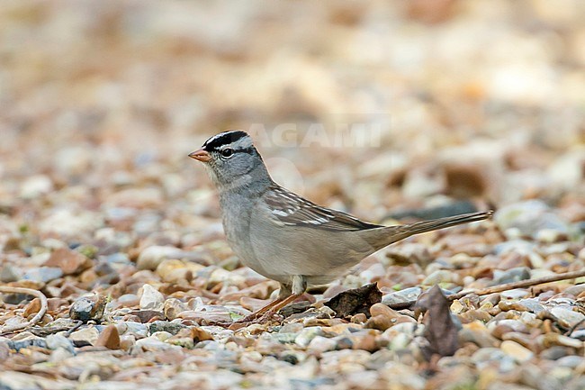 Vagrant adult White-crowned Sparrow (Zoonotrichia leucophrys), perched on the ground. Cley-next-the-Sea, Norfolk, UK during winter of 2008. stock-image by Agami/Rafael Armada,