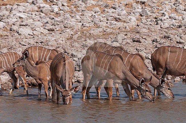 A herd of female greater kudu, Tragelaphus strepsiceros, wade into a waterhole and drink. Etosha National Park, Namibia. stock-image by Agami/Sergio Pitamitz,