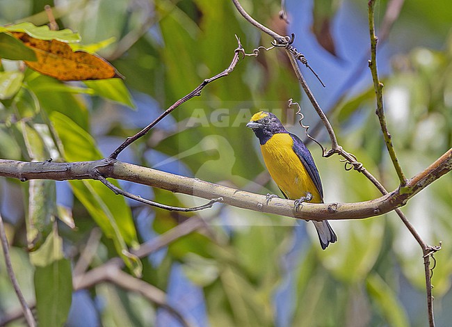 Male West Mexican Euphonia (Euphonia godmani) in Western Mexico. stock-image by Agami/Pete Morris,
