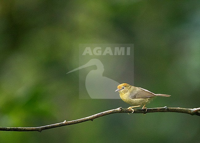 Rufous-capped Babbler (Cyanoderma ruficeps davidi) in Southeast-China. stock-image by Agami/Marc Guyt,