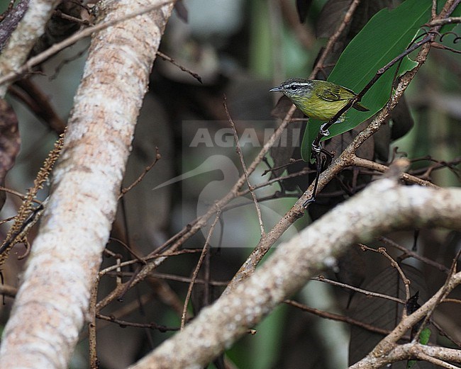 Island Leaf Warbler (Phylloscopus poliocephalus waterstradti) on Obi island in the Moluccas, Indonesia. stock-image by Agami/James Eaton,