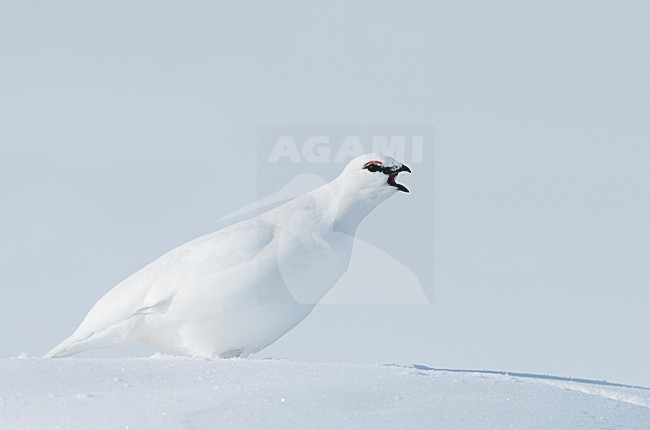 Alpensneeuwhoen in de sneeuw, Rock Ptarmigan in the snow stock-image by Agami/Markus Varesvuo,