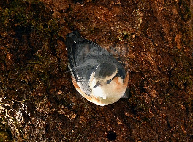White-browed Nuthatch (Sitta victoriae) in Myanmar. It is endemic to, and occures natural habitat is subtropical or tropical moist montane forests on Mount Victoria. stock-image by Agami/Laurens Steijn,
