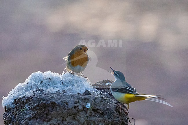  stock-image by Agami/Menno van Duijn,