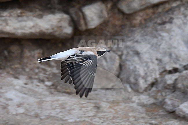 Western Black-eared Wheatear (Oenanthe hispanica) during late summer in Spain. stock-image by Agami/Laurens Steijn,