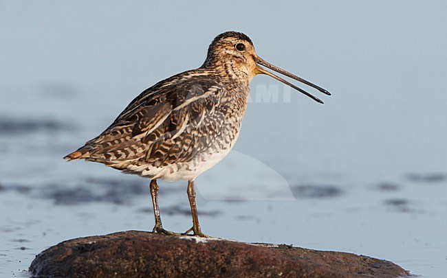 Watersnip in zit; Common Snipe perched stock-image by Agami/Markus Varesvuo,