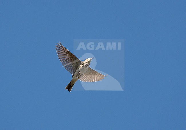 Adult Tree Pipit (Anthus trivialis) on migration flying against a blue sky showing underside and wings fully spread stock-image by Agami/Ran Schols,