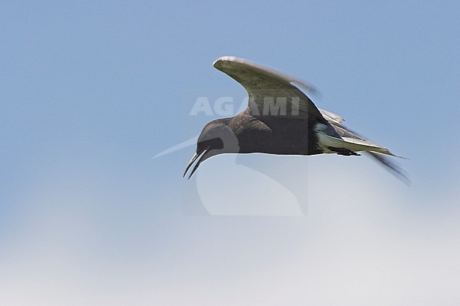 American Black Tern (Chilidonias niger surinamensis) flying above a lake in Alberta, Canada. stock-image by Agami/Glenn Bartley,