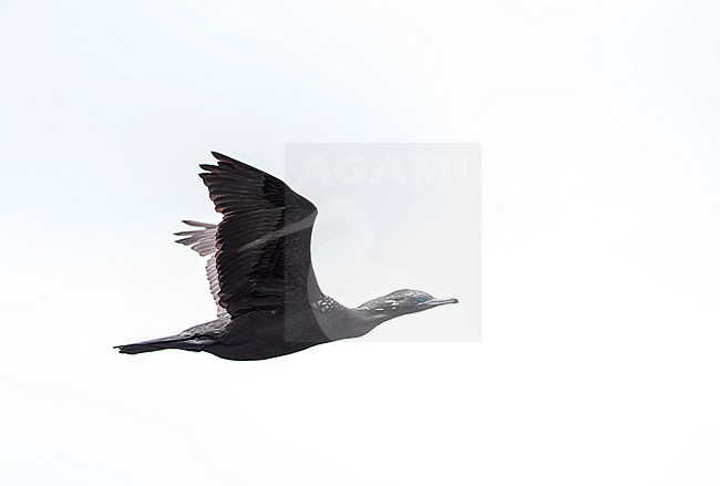 Little Black Cormorant (Phalacrocorax sulcirostris) in New Zealand. Also known as the little black shag. stock-image by Agami/Marc Guyt,