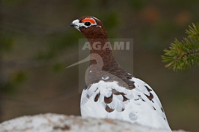 Mannetje Moerassneeuwhoen in zomerkleed; Male Willow Ptarmigan in summer plumage stock-image by Agami/Daniele Occhiato,