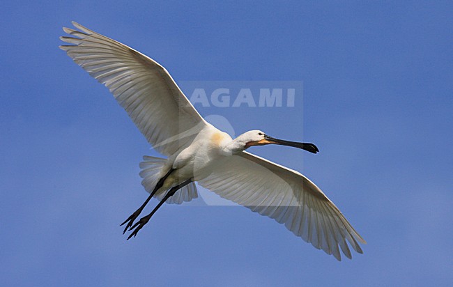 Volwassen Lepelaar in de vlucht; Adult Eurasian Spoonbill in flight stock-image by Agami/Jacques van der Neut,