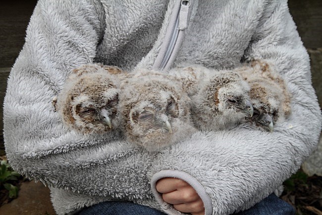 Meisje met donsjongen van de Bosuil; Girl with Tawny Owl chicks stock-image by Agami/Chris van Rijswijk,