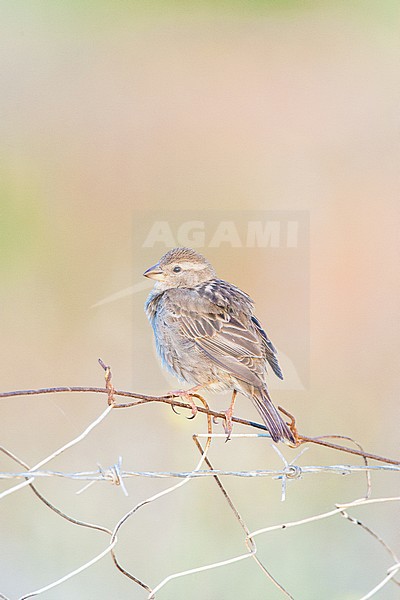 Female Spanish Sparrow (Passer hispaniolensis) on the island of Lesvos (Greece). Perched on a fench. stock-image by Agami/Marc Guyt,