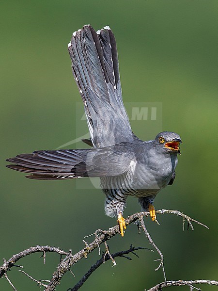 Koekoek roepend; Common Cuckoo calling stock-image by Agami/Daniele Occhiato,