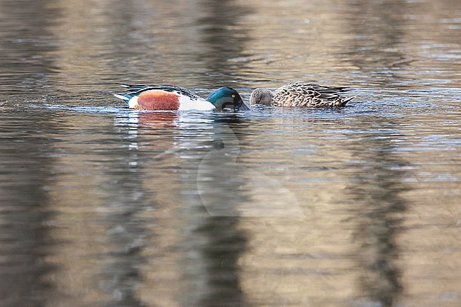  stock-image by Agami/Menno van Duijn,