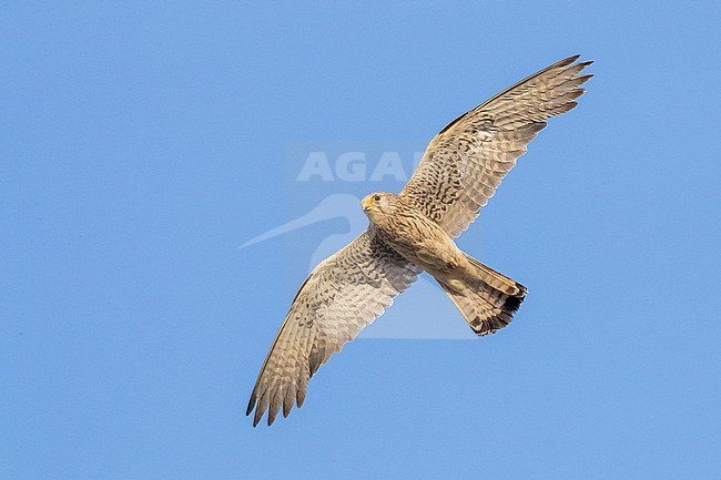 Lesser Kestrel (Falco naumanni), adult female in flight seen from below in Matera stock-image by Agami/Saverio Gatto,