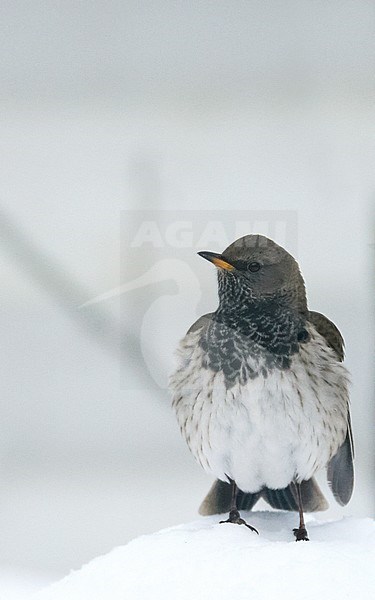 Volwassen Zwartkeellijster in winterkleed; Adult winter Black-throated Thrush stock-image by Agami/Tomi Muukkonen,