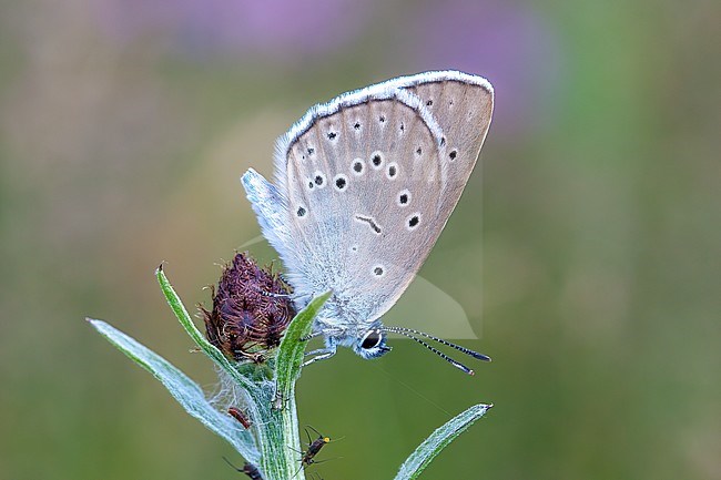 Scarce Large Blue at the Centaurea jacea with some Lice. stock-image by Agami/Onno Wildschut,