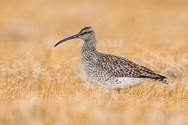 Eurasian Whimbrel (Numenius phaeopus), side view of an adult standing on the ground, Western Region, Iceland stock-image by Agami/Saverio Gatto,