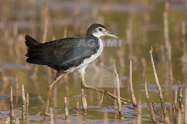 White-breasted Waterhen (Amaurornis phoenicurus), juvenile walking in a swamp, Khawr Jirama,Ash Sharqiyah South Governorate, Oman stock-image by Agami/Saverio Gatto,