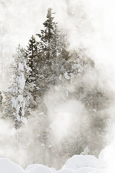 Besneeuwde naaldbomen omringd door stoom in Yellowstone Nationaal Park; Snowy conifers in steamy landscape at Yellowstone National Park stock-image by Agami/Caroline Piek,