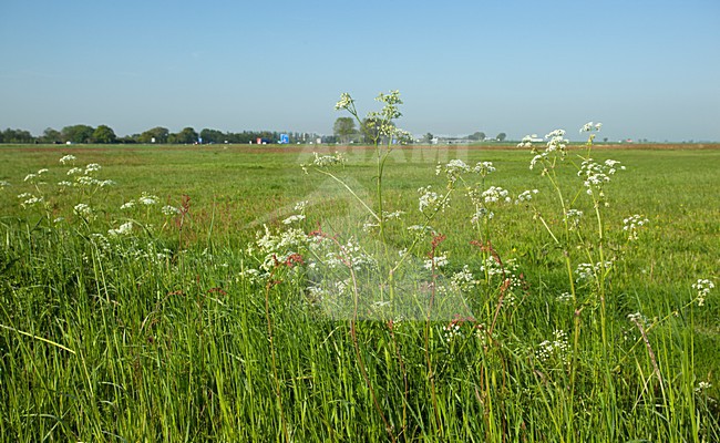 Landschap Arkemheen, Landscape Arkemheen stock-image by Agami/Roy de Haas,