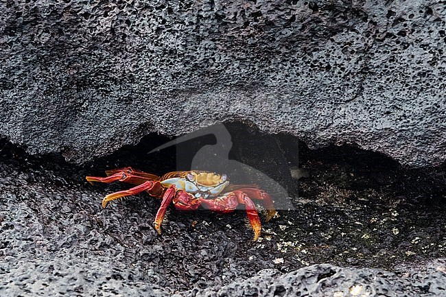 Portrait oa a Sally lightfoot crab, Grapsus grapsus. Floreana Island, Galapagos, Ecuador stock-image by Agami/Sergio Pitamitz,