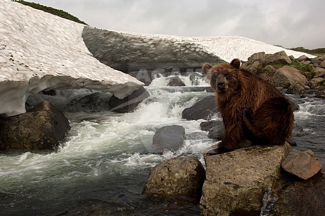 Kamtsjatkabeer vissend, Kamchatka Brown Bear fishing stock-image by Agami/Sergey Gorshkov,