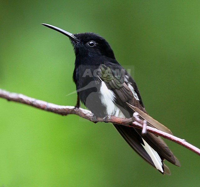 Black Jacobin (Florisuga fusca) perched on a branch. stock-image by Agami/Dubi Shapiro,