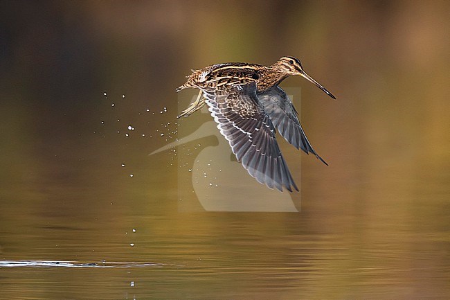 Common Snipe (Gallinago gallinago) in Italy. stock-image by Agami/Daniele Occhiato,