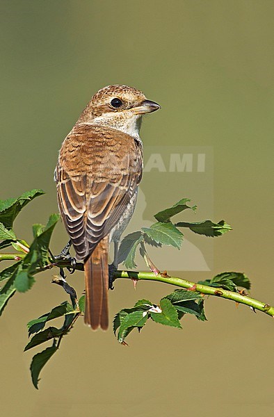 Immature Red-backed Shrike (Lanius collurio) perched in a bush looking over its shoulder. stock-image by Agami/Alain Ghignone,