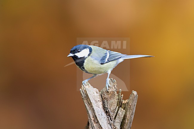 Koolmees zittend op tak in de herfst; Great Tit perched on branch during fall stock-image by Agami/Marc Guyt,