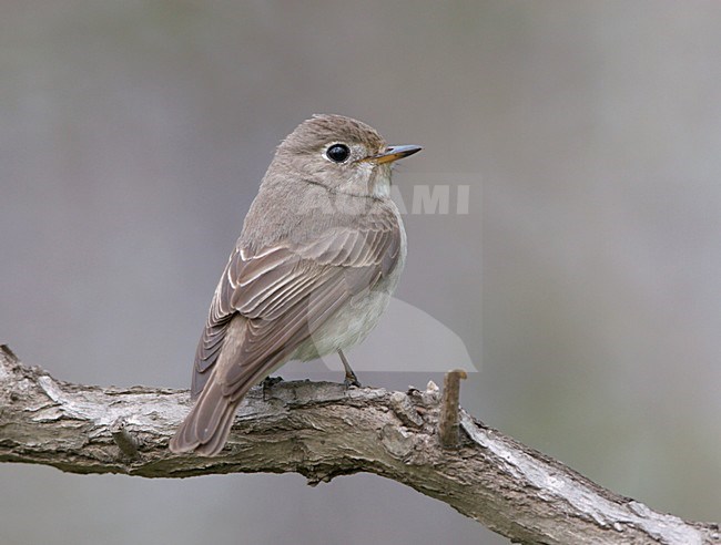 Bruine Vliegenvanger zittend op tak; Brown Flycatcher sitting on branch stock-image by Agami/Ran Schols,