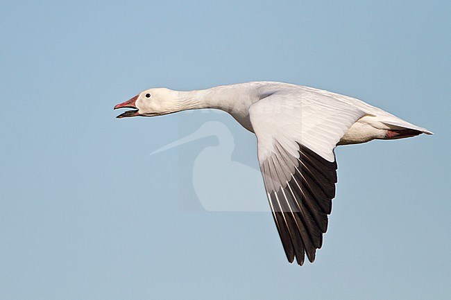 Snow Goose (Chen caerulescens) flying at the Bosque del Apache wildlife refuge near Socorro, New Mexico, USA. stock-image by Agami/Glenn Bartley,