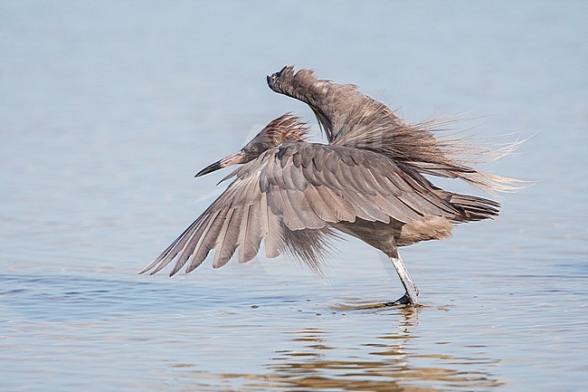 Reddish Egret adult fishing Mexico stock-image by Agami/Wil Leurs,