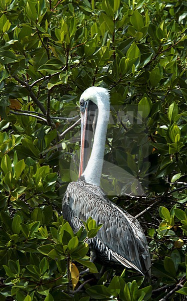 Bruine Pelikaan; Brown Pelican stock-image by Agami/Roy de Haas,