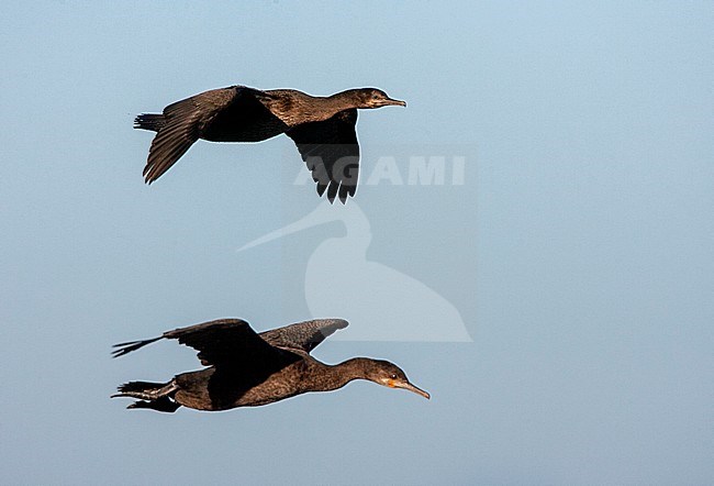 Two Bank Cormorants (Phalacrocorax neglectus), also known as Wahlberg's Cormorant, at the coast at Lambert's Bay, South Africa. stock-image by Agami/Marc Guyt,