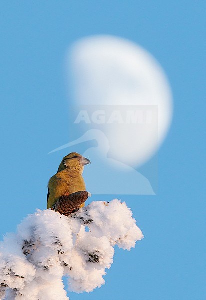 Common Crossbill (Loxia curvirostra) perced in the top of frost covered pine tree in taiga forest of Finland. In front of the moon. stock-image by Agami/Markus Varesvuo,