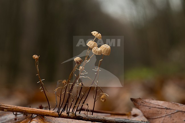  stock-image by Agami/Rob de Jong,