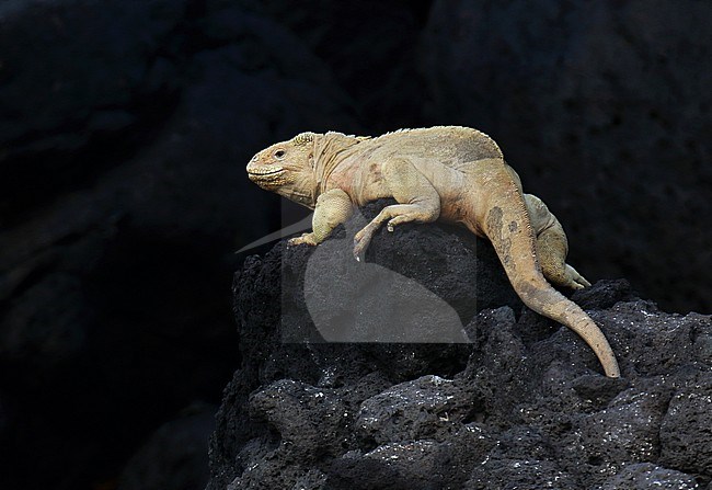 Santa Fe Iguana, Amblyrhynchus cristatus trillmichi, on the Galapagos islands, Ecuador. stock-image by Agami/Dani Lopez-Velasco,