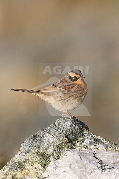 Bergheggenmus, Siberian Accentor, Prunella montanella stock-image by Agami/Hugh Harrop,