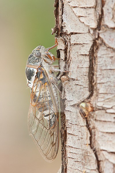 Lyristes plebejus - Common Cicada - Gemeine Singzikade, Greece, imgao stock-image by Agami/Ralph Martin,