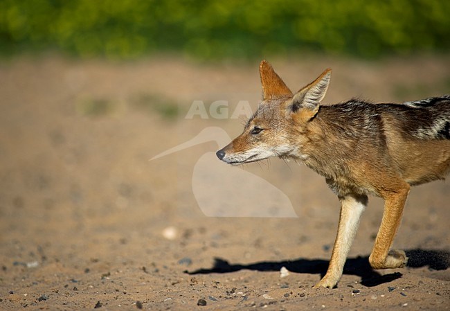 Zadeljakhals, Black-backed jackal stock-image by Agami/Marten van Dijl,