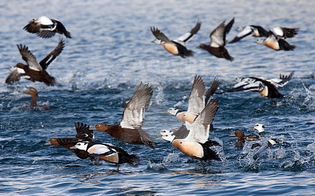 Stellers Eider; Steller's Eider; Polysticta stelleri stock-image by Agami/Hugh Harrop,