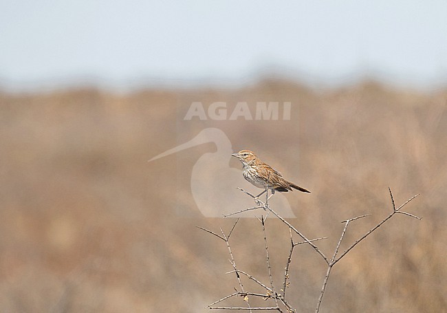 Red Lark (Calendulauda burra) in South Africa. Also known as the ferruginous lark or ferruginous sand-lark. stock-image by Agami/Pete Morris,