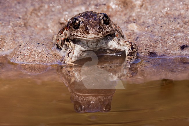 Knoflookpad, Common Spadefoot stock-image by Agami/Theo Douma,
