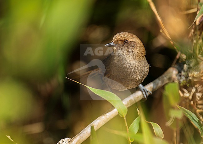 Endemic Vilcabamba Thistletail (Asthenes vilcabambae) perched on a branch in Peru, South-America. stock-image by Agami/Steve Sánchez,