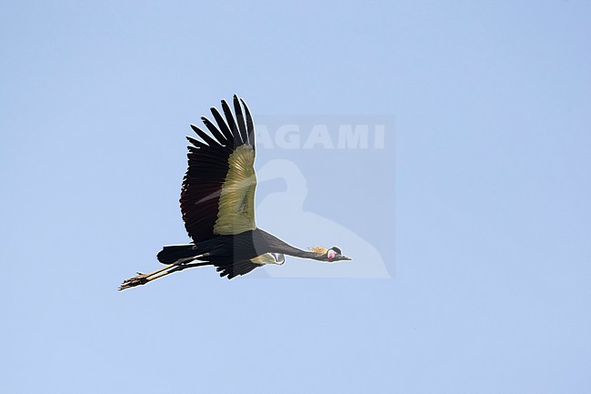adult Black Crowned Crane (Balearica pavonina) in flight, found at Alemgono Wetland in Kafa Biosphere Reserve in Ethiopia stock-image by Agami/Mathias Putze,