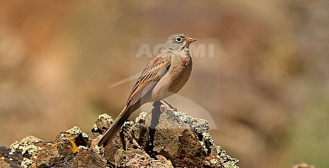 Emberiza buchanani stock-image by Agami/Eduard Sangster,