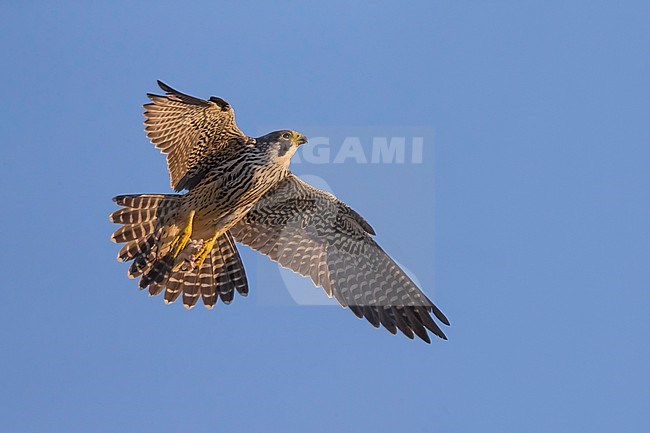 Peregrine Falcon (Falco peregrinus) in Italy. Bird in flight. stock-image by Agami/Daniele Occhiato,